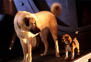 Cats & Dogs Movie (2001) - Jeff Goldblum, Elizabeth Perkins