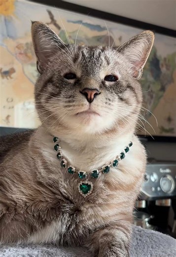 Upgrade Your Pet's Style with Royal Jewel Collection