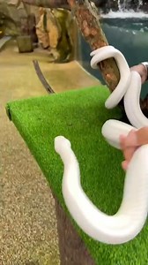 White Python #facts #shorts #reels | Universe Adventure