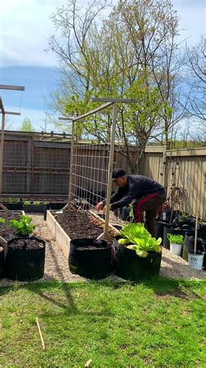 Economical DIY trellis worked! #gardenideas #gardening #gardening101 #trellis #peas | Plantedinthegarden