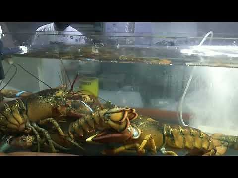 Maine Lobster in a Saltwater Aquarium Tank.