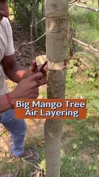 How to Air Layer Large Fruit Trees Like a Pro! 🥭✨#AirLayering #FruitTreeGrafting #GardenHacks