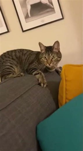 Cat vs Ceiling Fan – Instant Regret #funny #wtf #cats