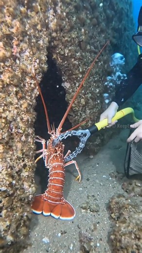 Underwater diving fishing with me EP17 #fishing #underwater #diving