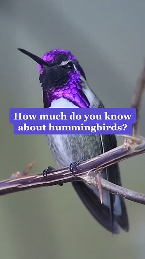 POP QUIZ! Can you get all four questions correct? #LearnOnTikTok #TikTokPartner #AnimalFacts #hummingbird