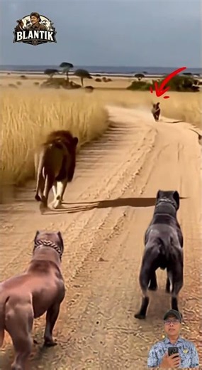 Dikejar dari Belakang! Anjing Ini Nekat Mengejar Singa di Tengah Savana #animals #shorts
