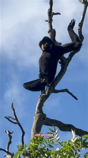 #gibbon #Gibban #Gibão #Owa #Jeeboon #Tenagazaru #Vượn #gorilla #chimpanzee #गिबन #ape #aap #artis