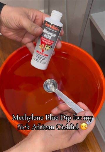 Methylene Blue Dip for My Sick African Cichlid