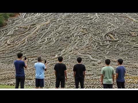 Cameras Just Revealed What The Python Invasion Did To Florida And It's a Complete Nightmare