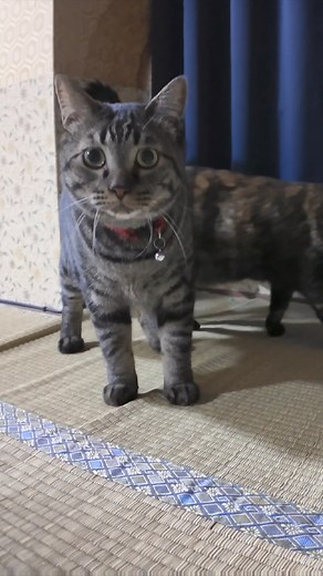 猫旅館で朝から猫と遊ぶ