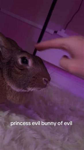 evil princess bunny #bunny