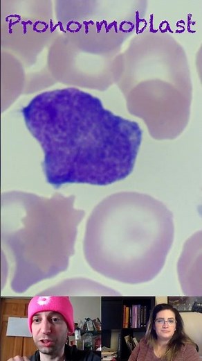 Pronormoblast Morphological Characteristics