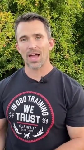 How to Make Rewards Work Perfectly in Dog Training