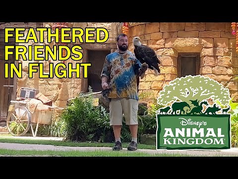 Feathered Friends in Flight Bird Show - Disney’s Animal Kingdom