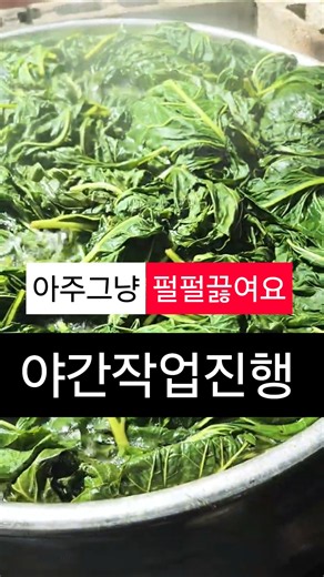 아주그냥 펄펄 끓는 물에 수리취삶아댑니다. #가을밤 #야간작업 #수리취판매 #수리취삶기