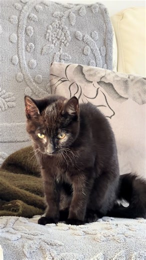 Bagheera Meets Toffee: A Playful Encounter