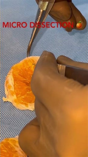Microsurgical Precision Training | Orange Model 🍊 #surgery #microsurgery #surgical #shorts
