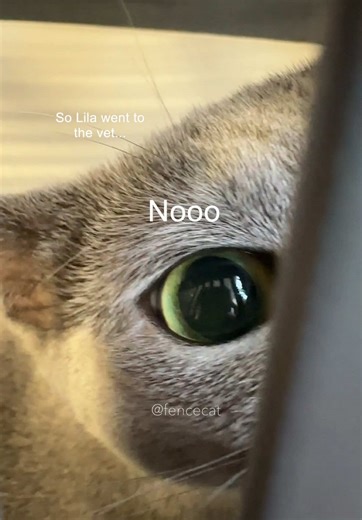 Testing My Cat's Health with a Urine Sample