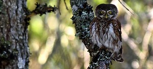 Un guide pour mieux observer les oiseaux et protéger la nature