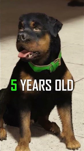 PRAYING For CHOP in GTA6 💔🙏