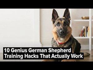 10 Genius German Shepherd Training Hacks That Actually Works