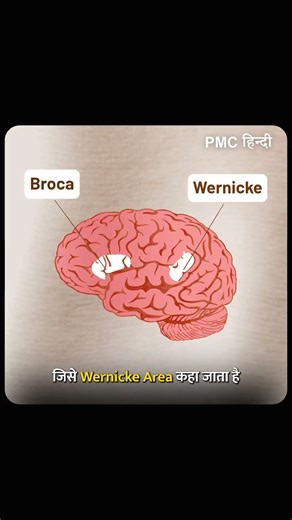 क्या हम सब का Brain एक जैसा है?
