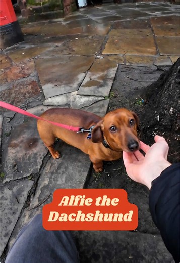 Meet Alfie: A £2,700 Dachshund's Heartwarming Journey