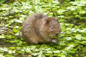 How to Save the Water Vole: A Neighbourly Guide - NearbyWild