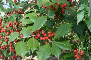 500 Mg Seeds | Ilex Opaca American Holly | Native Evergreen Tree | Red Berry Holly Plant - Etsy