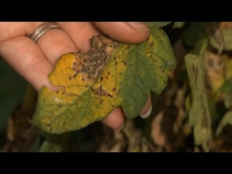 Tomato Diseases and Problems - Part 2