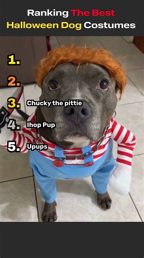 Ranking The Best Halloween Dog Costumes #halloween #halloweencostume #dogs #dogcostume