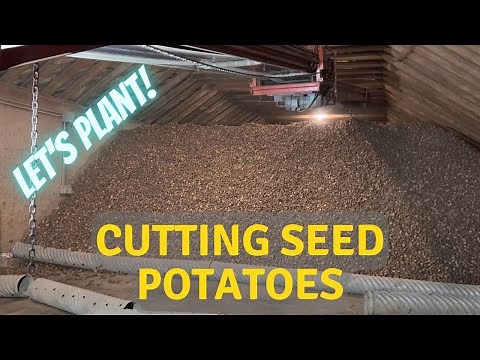 How we cut our seed potatoes.
