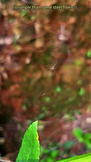 The Joro Spider: Asia’s Golden Silk Web Artist