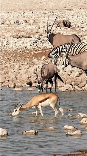 Springboks, Gemsboks and Zebras at Etosha National Park in Namibia.