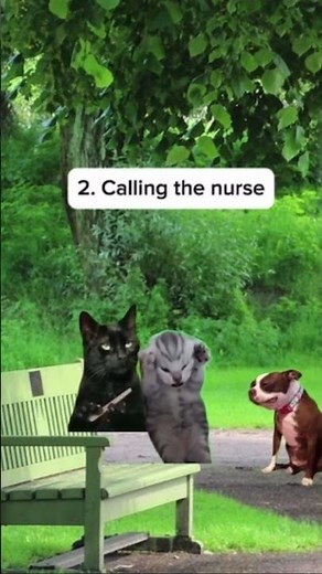 The Different Stages Of Getting Hurt. CAT MEMES🐱#cat #catmemes #catshorts #catshortsfunny