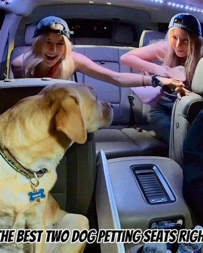 Imagine a zipper 🤣 #theuberdog #dogsofttiktok #70mai @70mai | Zipper Dog