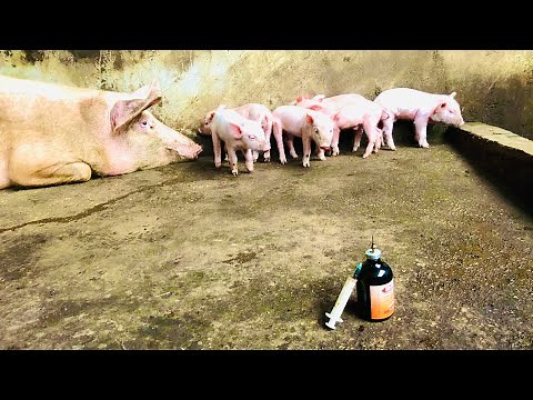 First Injection for Newborn Piglets ‘Iron Injection’