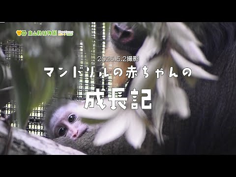【東山動植物園公式】マンドリルの赤ちゃんの成長記5：覗き見編～《 マンドリル サル 》