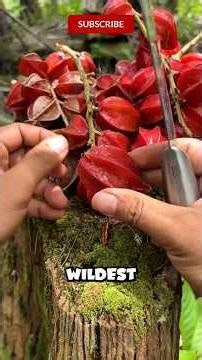 Top 5 Craziest Fruits on Earth That Don’t Feel Real #tropical #fruit #rarefruits