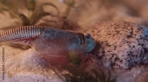 Triops or tadpole shrimp, a living fossil. Oldest living specimen in the world.