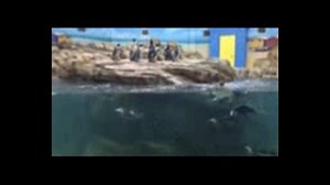 Rainy day? Stay dry in our new indoor African Penguin exhibit! | Turtle Back Zoo