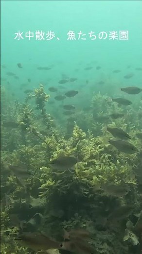 千葉県館山市・沖ノ島で楽しむシュノーケリング体験｜透明度抜群の海で初心者も安心の海遊びガイド #沖ノ島 #ダイビングショップ #沖ノ島シュノーケリング