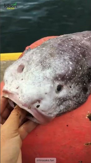 Blobfish “Melt”