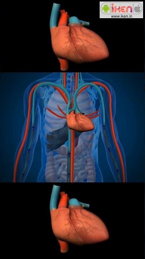 Structure and functioning of Human Heart | #Shorts | #YouTubeShorts | #WorldHeartDay | iKen