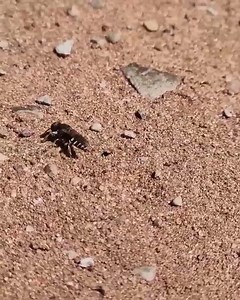 22 reactions | Oxybelus uniglumis More commonly known as the common...