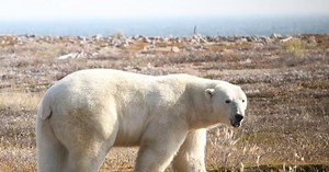 POV: A day in the life of a polar bear