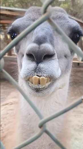 Funny camel laughing at camera with showing his teeth 😼😝 #funny #animals #cat #cute