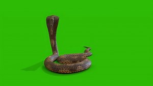Snake Attacking On Green Screen Stock Footage Video (100% Royalty-free) 1073305424 | Shutterstock