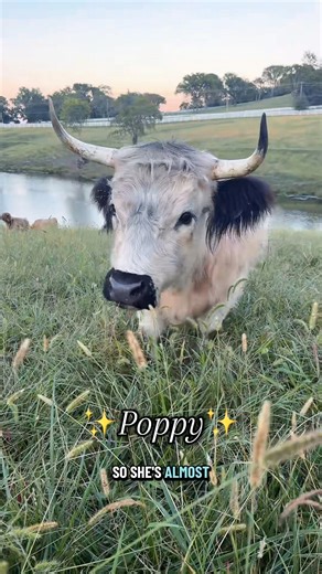 678K views · 48K reactions | Meet the Mini Cows✨ | Katie Van Slyke | Facebook