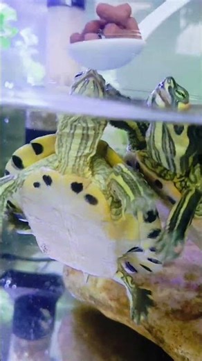 Why is this baby turtle eating so cute? 😆 #turtle #tortoise #youtubeshort #shorts